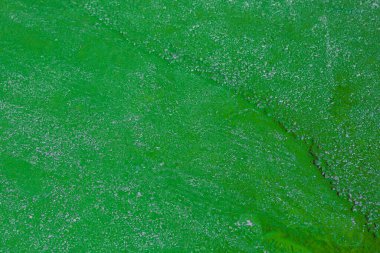 Tam Çerçeve Yeşil Holi Arkaplanı