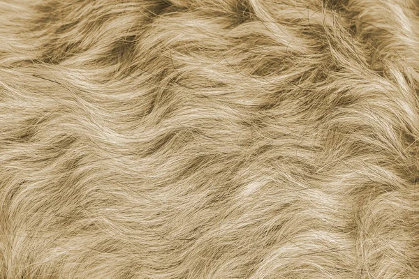 Marrón Beige Primer Plano Superficie Schnauzer Perro Pelo Texturizado Fondo — Foto de Stock