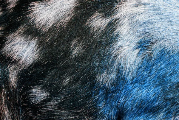 Naturalna Tekstura Skóra Kozy Brązowa Plamkami — Zdjęcie stockowe