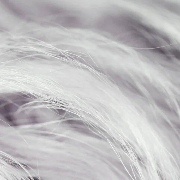 Bílý Psi Vlny Dlouhou Srstí Pozadí Textury Tapety — Stock fotografie