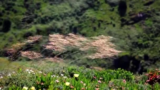 Cabo da Roca, Portekiz, Sintra 'da Avrupa' nın en uç batı noktasıdır.. — Stok video