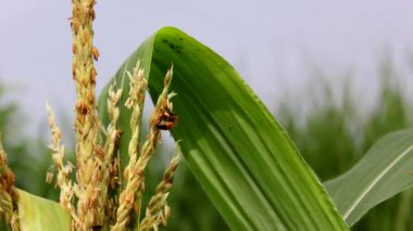 Tatlı mısır çiçeğinden polen toplayan bal arısı işçisi