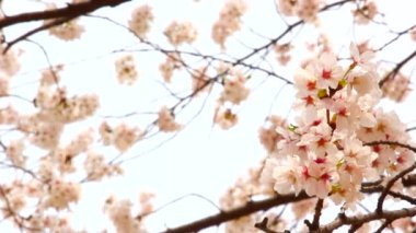 Güney Kore 'de, ilkbaharda rüzgarda esen Kiraz Çiçeği Çiçeği