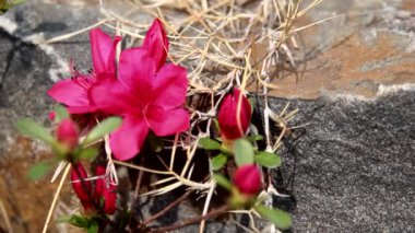 Baharda Royal Azalea 'nın bir resmi.