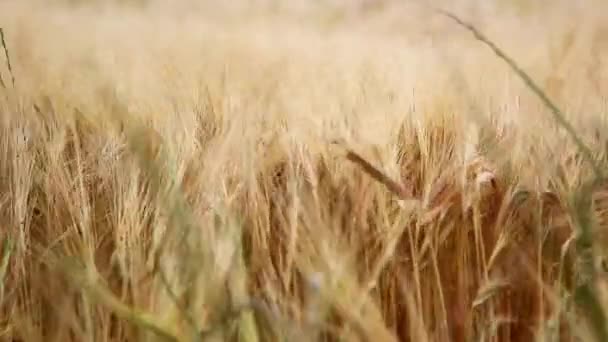 Riet bij helder weer, de wind — Stockvideo