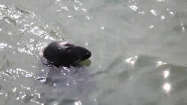 Seal at Howth harbor, Dublin, Ireland. — Stock Video