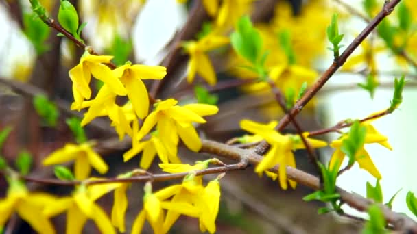 Цвітіння Форсайтії з вітерцем у весняні дні — стокове відео