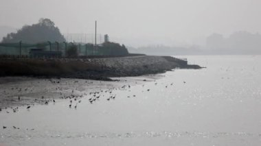 Jeumgang Estuary Bankası, Gunsan, Kore