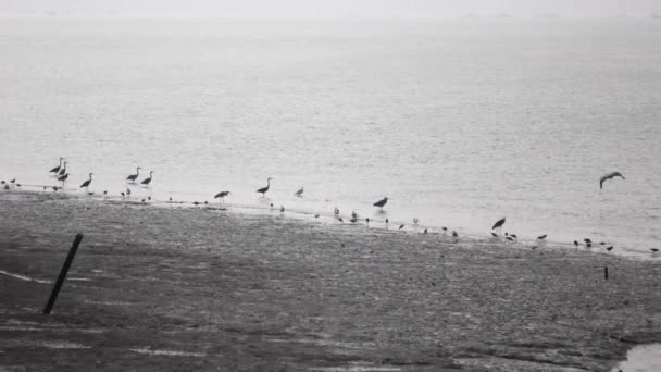 Geumgang Estuary Bank, Gunsan, Korea — 图库视频影像