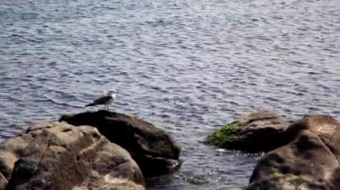 Cheongsapo 'daki güzel deniz manzarası, Haeundae Sahili, Busan.