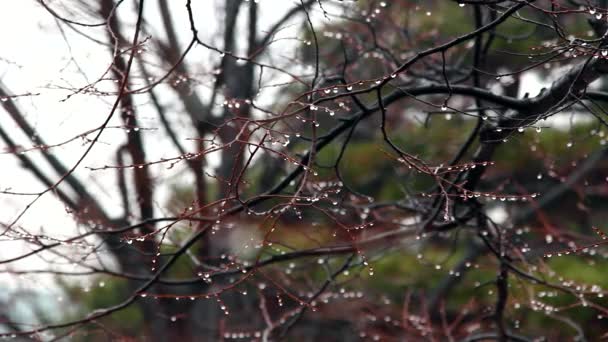 Goccia d'acqua sul ramo di albicocca di primavera. Giorno piovoso con sensazione di solitudine. — Video Stock