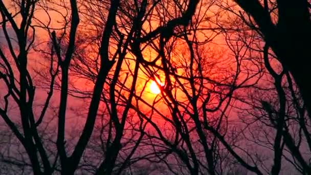 Seoul, Corea - 22 gennaio 2016: Tramonto dalla Torre Namsan — Video Stock