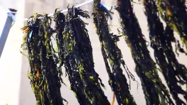 晴れた日には海藻が風と共に乾く — ストック動画