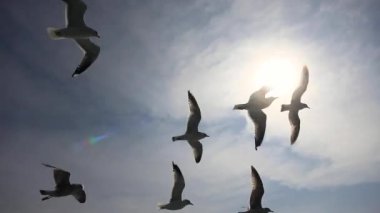 Mavi gökyüzünün ve beyaz bulutların ardında uçan martılar..