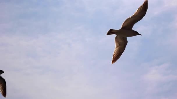 Gaviotas volando sobre el fondo del cielo azul y las nubes blancas. — Vídeo de stock