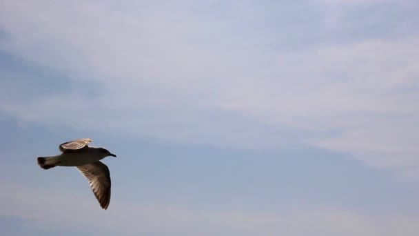 Gaviotas volando sobre el fondo del cielo azul y las nubes blancas. — Vídeo de stock