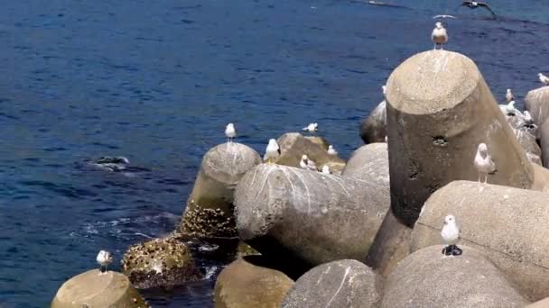 釜山南韩，海鸥正站在岩石上休息 — 图库视频影像