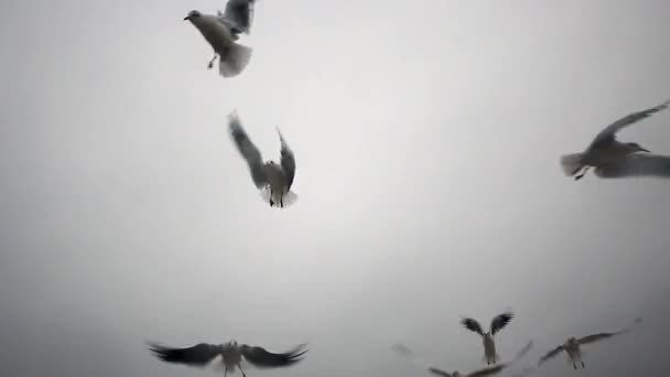Gaviotas volando sobre el fondo del cielo azul y las nubes blancas. — Vídeos de Stock