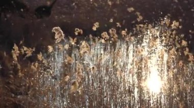 Yaban otları sallanıyor Yalnız hissederek gökyüzüne karşı rüzgarla sallanıyor.