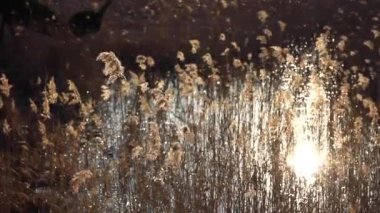 Yaban otları sallanıyor Yalnız hissederek gökyüzüne karşı rüzgarla sallanıyor.