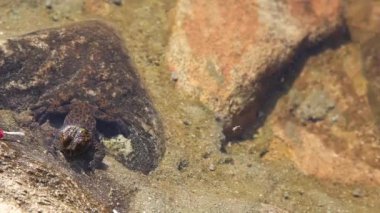 Jincheon-gun, Güney Kore 'deki Botapsa Tapınağında Yüzen Kurbağa.