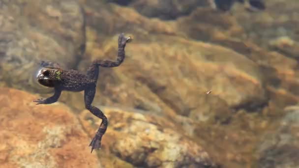 Schwimmfrosch Botapsa Tempel Jincheon Gun Südkorea — Stockvideo