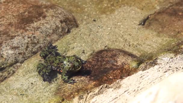 Βάτραχος Κολύμβησης Στο Ναό Botapsa Στο Jincheon Gun Νότια Κορέα — Αρχείο Βίντεο