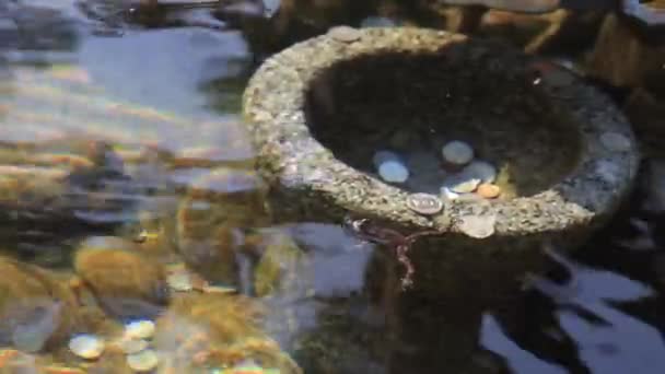 Schwimmfrosch Botapsa Tempel Jincheon Gun Südkorea — Stockvideo