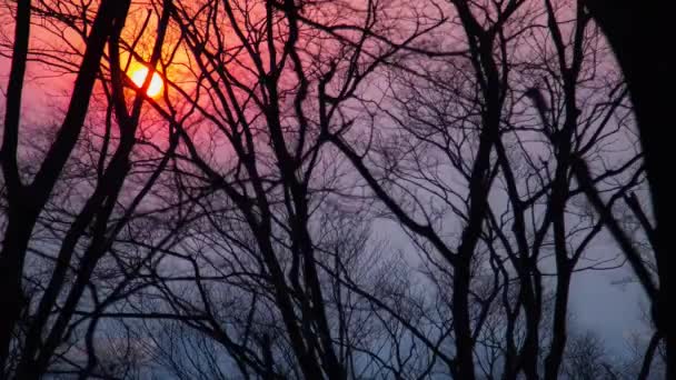 Σεούλ Κορέα Ιανουαρίου 2016 Timelapse Shot Sunset Namsan Tower — Αρχείο Βίντεο