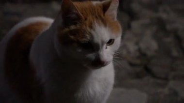 Sokak kedisi geceleri dolaşıyor, Ulleung-do, Güney Kore