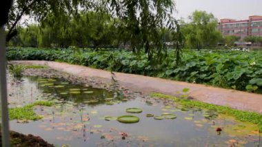 Her yıl Gungnamji Pond, Buyeo-gun, Chungcheongnam-do, Güney Kore 'de düzenlenen nilüfer çiçeği festivalinde bir sürü güzel nilüfer çiçeği görebiliriz..