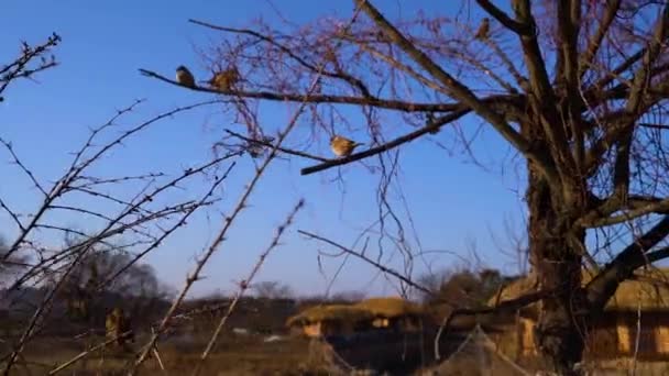 Gorriones Están Sentados Cerca Una Rama Árbol Volando Lejos Sensación — Vídeos de Stock