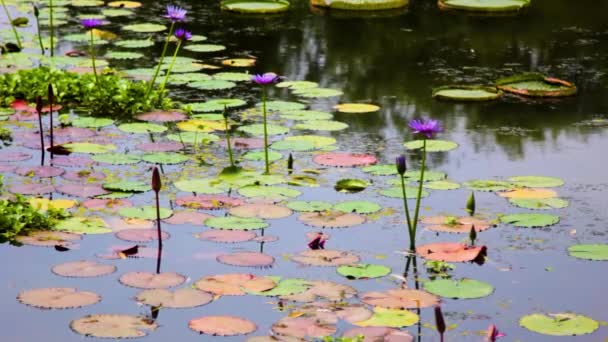 Can See Lot Beautiful Lotus Flowers Lotus Flowers Festival Held — Stock Video