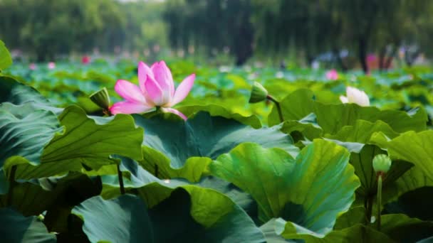 Putem Vedea Mulțime Flori Frumoase Lotus Festivalul Flori Lotus Care — Videoclip de stoc