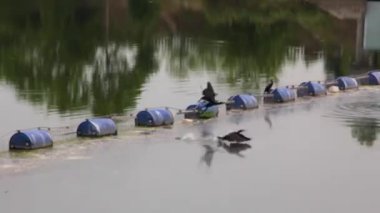 Kuşlar koşuyor ve uçuyor