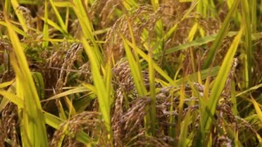 Pirinç tarlasında pirinç artışı