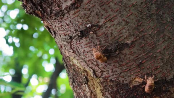Szczątki Małego Egzoszkieletu Cykady Zwisającego Pnia Drzewa Okresie Letnim — Wideo stockowe