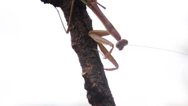 Insekt Mantis Det Vilda — Stockvideo