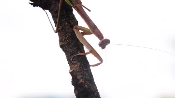 Insect Mantis Het Wild — Stockvideo