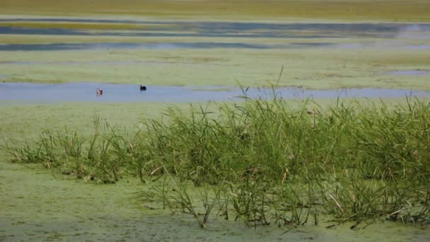 Upo Wetland Changnyeong Gun Gyeongsangnam South Korea — 图库视频影像