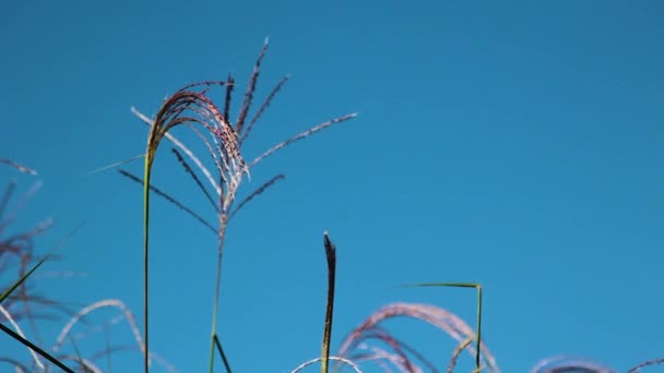 雄穗与结实性玉米花的特写 玉米秸秆的上部是以玉米地为背景的 — 图库视频影像