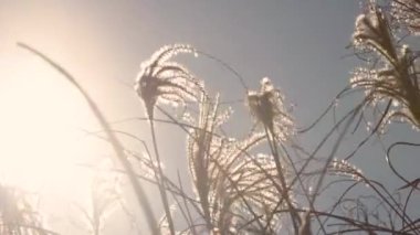 Gökyüzüne karşı rüzgardan sallanan yabani otlar