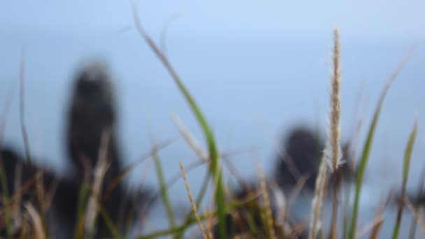 Hermosa Vista Verde Desde Playa Rocosa Seopjikoji Jeju — Vídeos de Stock