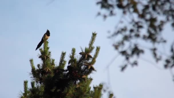 欧亚喜鹊或普通喜鹊或皮卡皮卡坐在蓝天背景的树枝上 — 图库视频影像