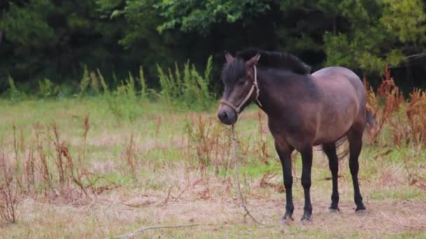 Caballo Marrón Descansando Comiendo Hierba — Vídeo de stock