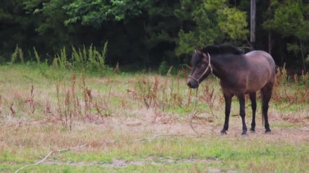 Braune Pferde Rasten Und Fressen Gras — Stockvideo