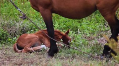hamile at ve tay çimlerin üzerinde