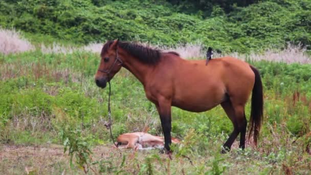 怀孕的马和小马在草地上 — 图库视频影像
