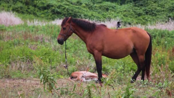 Έγκυος Άλογο Και Πουλάρι Στο Γρασίδι — Αρχείο Βίντεο