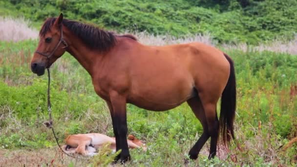 Cavalo Potro Grávidas Grama — Vídeo de Stock